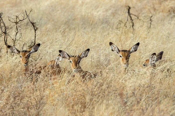 Framed Print : Juvenile Impalas (Aepyceros melampus) laying in the high grass in Samburu National Reserve in Kenya Framed Print : Juvenile Impalas (Aepyceros melampus) laying in the high grass in Samburu National Reserve in Kenya