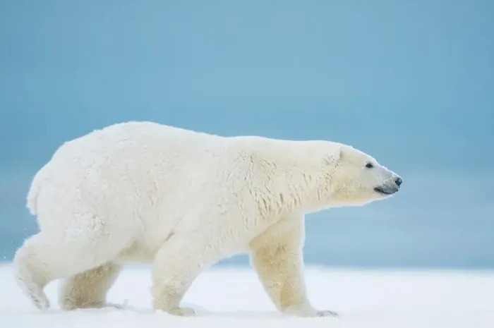 Framed Print : Juvenile Polar bear (Ursus maritimus) walking along Bernard Spit