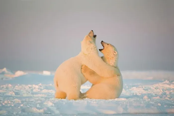 Framed Print : Two juvenile Polar bears (Ursus maritimus) playing on newly formed pack ice