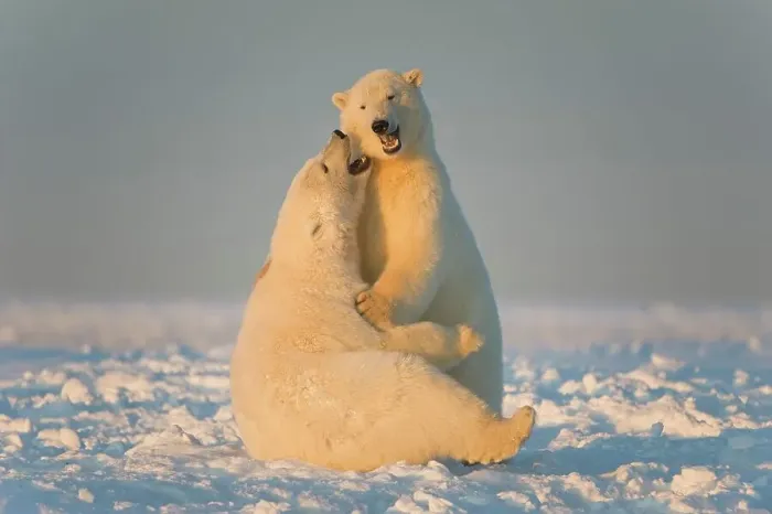 Framed Print : Two juvenile Polar bears (Ursus maritimus) playing on newly formed pack ice Framed Print : Two juvenile Polar bears (Ursus maritimus) playing on newly formed pack ice