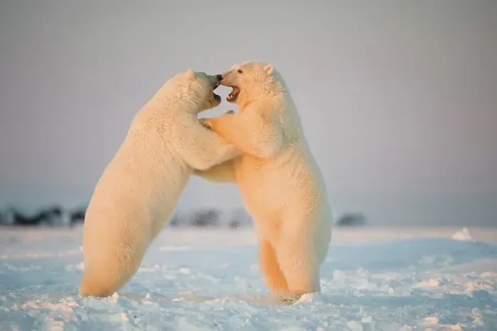 Framed Print : Two juvenile Polar bears (Ursus maritimus) playing on newly formed pack ice Framed Print : Two juvenile Polar bears (Ursus maritimus) playing on newly formed pack ice
