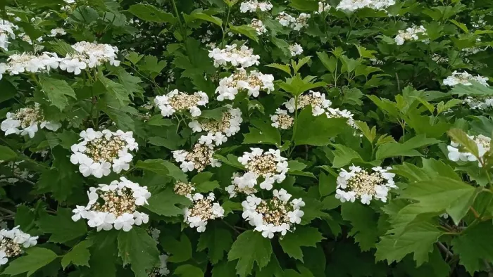 Framed Print : Kalina flowers. Viburnum opulus In Russia the Viburnum fruit is called kalina and is considered a national symbol Framed Print : Kalina flowers. Viburnum opulus In Russia the Viburnum fruit is called kalina and is considered a national symbol