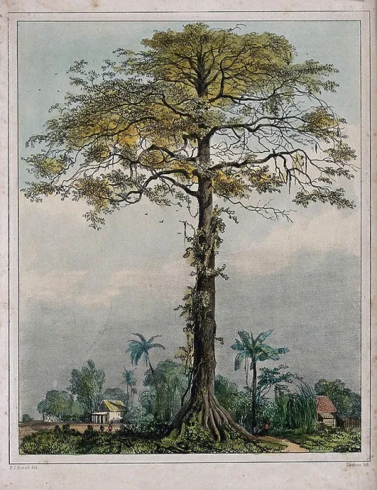Framed Print : Kapok or silk cotton tree (Ceiba pentandra) growing by a village in Surinam Framed Print : Kapok or silk cotton tree (Ceiba pentandra) growing by a village in Surinam