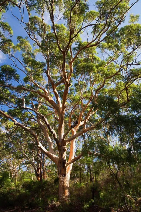 Framed Print : Karri Trees, Boranup Forest, Leeuwin-Naturaliste National Park, Western Australia, Australia
