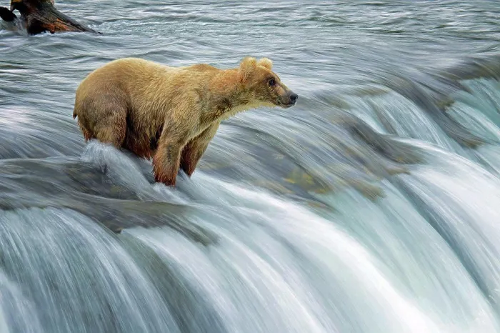 Framed Print : Katmai bear fishing Framed Print : Katmai bear fishing