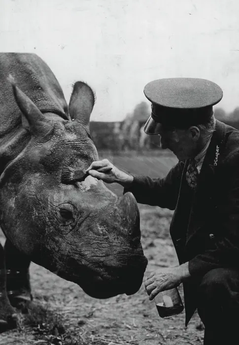 Framed Print : Keeping A Thick - Skinned Fellow Happy -- Mahon's morning toilet every day keeps him in a good temper - which is worth the bottle of oil, the brush, and the slight trouble involved.Mohan, the rhino at Whipsnade Zoo, is probably the most thick skinned fellow in the world - but that very thick skin causes him some trouble. If it gets too dry and hard, it cracks, and Mahon gets miserable - and a miserable rhino is not a pleasant chap to have around.Facial for the blotchy complexion of this rhino at Whipsnade Zoo, London, is a serious ritual. Each day oil is delicately applied to his cracked skin, and Mahon the rhino isn't happy until the operation is over Framed Print : Keeping A Thick - Skinned Fellow Happy -- Mahon's morning toilet every day keeps him in a good temper - which is worth the bottle of oil, the brush, and the slight trouble involved.Mohan, the rhino at Whipsnade Zoo, is probably the most thick skinned fellow in the world - but that very thick skin causes him some trouble. If it gets too dry and hard, it cracks, and Mahon gets miserable - and a miserable rhino is not a pleasant chap to have around.Facial for the blotchy complexion of this rhino at Whipsnade Zoo, London, is a serious ritual. Each day oil is delicately applied to his cracked skin, and Mahon the rhino isn't happy until the operation is over