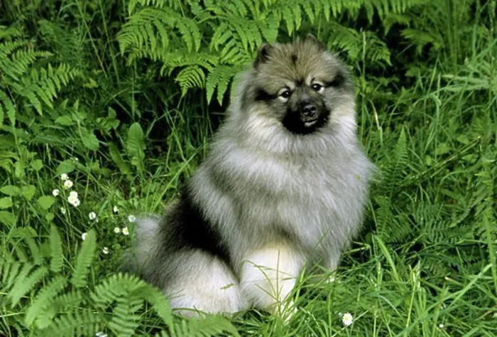 Framed Print : Keeshond dog sitting on grass Framed Print : Keeshond dog sitting on grass