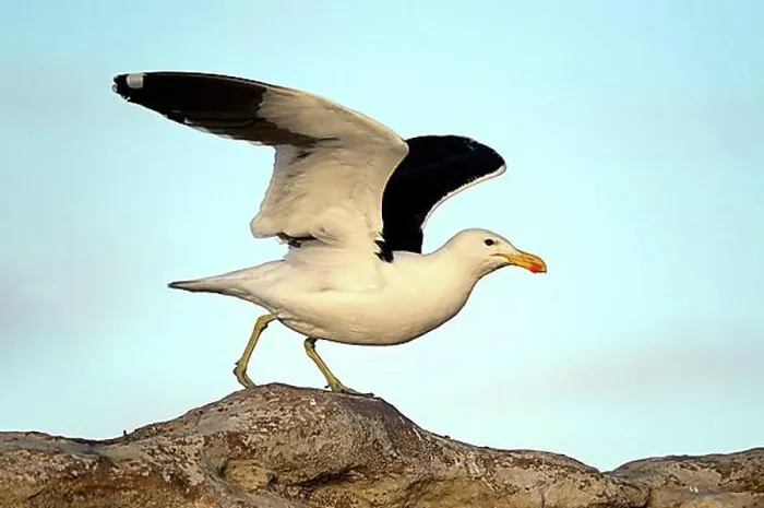Framed Print : Kelp Gull (Larus dominicanus vetula), Bird Island, Lambert's Bay, Western Cape, South Africa, Africa Framed Print : Kelp Gull (Larus dominicanus vetula), Bird Island, Lambert's Bay, Western Cape, South Africa, Africa