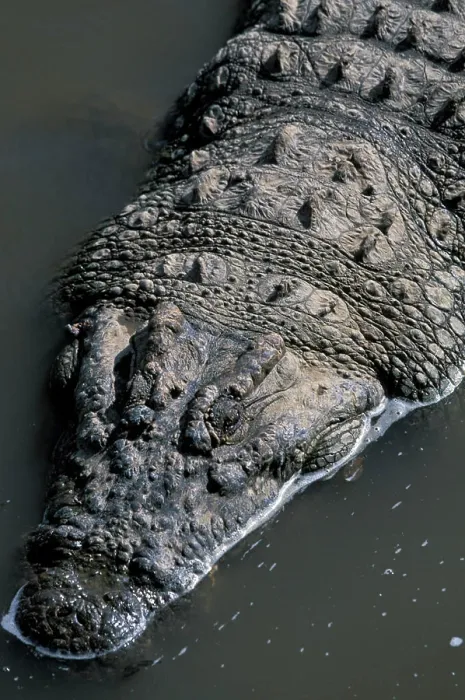 Framed Print : Kenya, Masai Mara Game Reserve, Nile Crocodile (Crocodylus niloticus) rests in shallows along Mara River Framed Print : Kenya, Masai Mara Game Reserve, Nile Crocodile (Crocodylus niloticus) rests in shallows along Mara River
