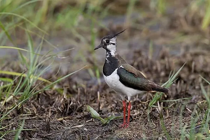 Framed Print : Kiebitz, Vanellus vanellus, Lapwing Framed Print : Kiebitz, Vanellus vanellus, Lapwing