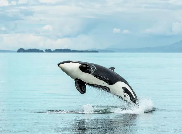 Framed Print : A killer whale, or orca, breaches in the waters of Icy Strait, Alaska