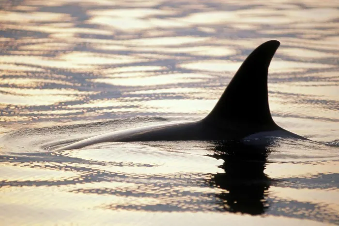 Framed Print : Killer Whale Swimming in the Chiswell Islands National Marine Sanctuary