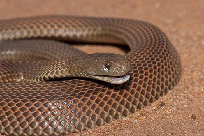 Framed Print : king brown snake or mulga pseudechis australia large, dangerous elapid snake of the black snake family Framed Print : king brown snake or mulga pseudechis australia large, dangerous elapid snake of the black snake family