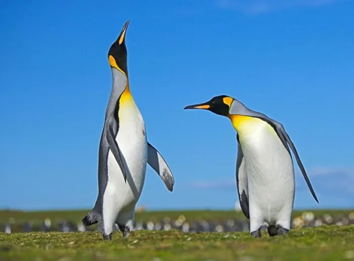 Framed Print : king penguin aptenodytes patagonicus males displaying in colony falkland islands