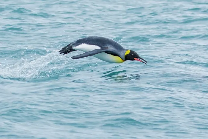 Framed Print : King Penguin (Aptenodytes patagonicus) swimming in the ocean near South Georgia Island