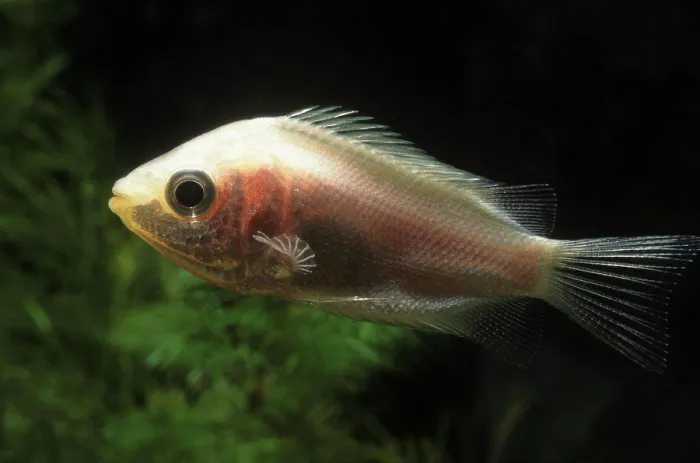 Framed Print : Kissing gourami suffering from tuberculosis Framed Print : Kissing gourami suffering from tuberculosis