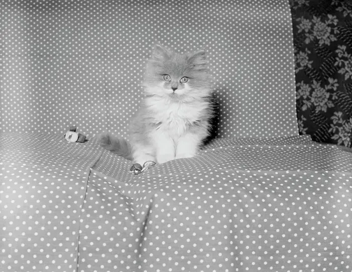 Framed Print : Kitten sitting on coach Framed Print : Kitten sitting on coach