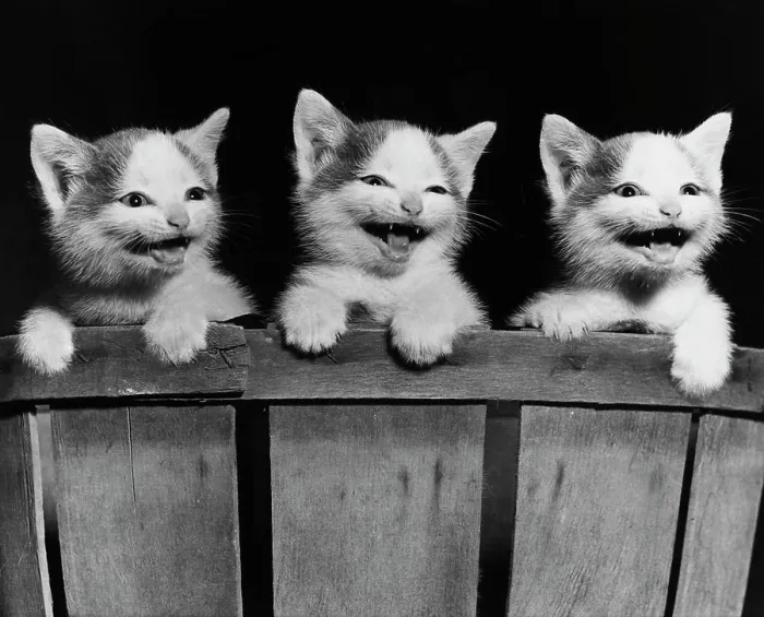 Framed Print : Three kittens hanging on the side of a basket Framed Print : Three kittens hanging on the side of a basket