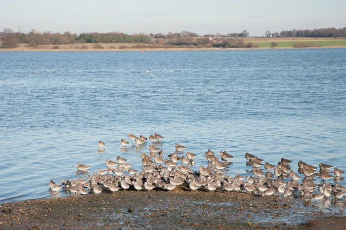 Framed Print : Knot (Calidris canutus) and Black-tailed Godwit (Limosa limosa) flock