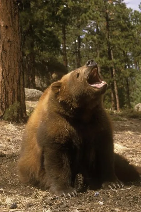 Framed Print : Kodiak Bear w / Open Mouth Sitting in Forest (Ursus arctos middendorffi)