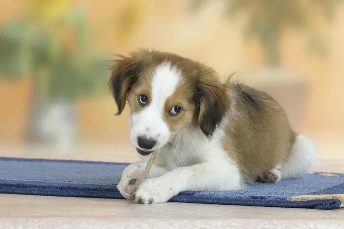 Framed Print : Kooikerhondje, puppy, 3 months, with chewing stick, chewing toy, chewing bone Framed Print : Kooikerhondje, puppy, 3 months, with chewing stick, chewing toy, chewing bone