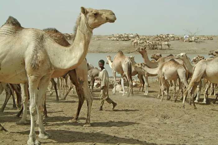 Framed Print : Kosti, nomadic arabs near the town with their herd of dromedaries Framed Print : Kosti, nomadic arabs near the town with their herd of dromedaries