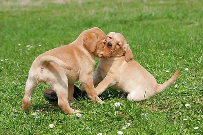 Framed Print : Labrador Retriever, Puppies Framed Print : Labrador Retriever, Puppies