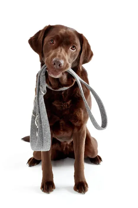 Framed Print : Labrador Retriever sitting with collar and lead. Studio picture against a white background. Germany
