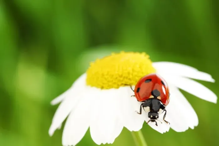Framed Print : ladybug on camomile Framed Print : ladybug on camomile