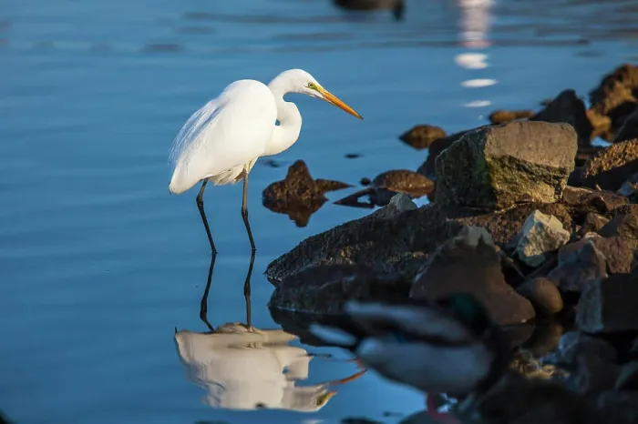 Framed Print : Lake Murray. San Diego, California. A Great Egret prowling the shoreline for a morning catch Framed Print : Lake Murray. San Diego, California. A Great Egret prowling the shoreline for a morning catch