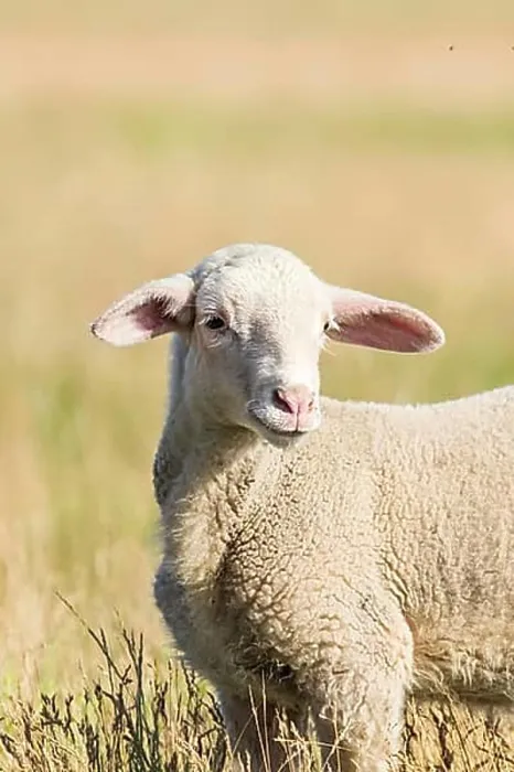 Framed Print : Lamb Grazes in a Meadow, Lamb in a field Framed Print : Lamb Grazes in a Meadow, Lamb in a field