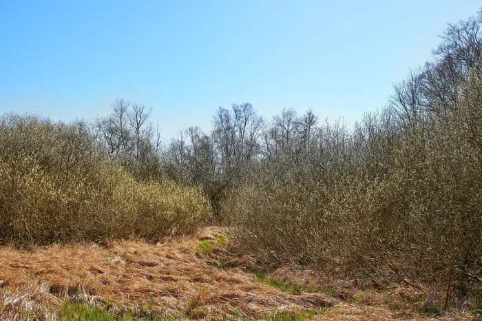 Framed Print : Landscape view of dry bushes in pine