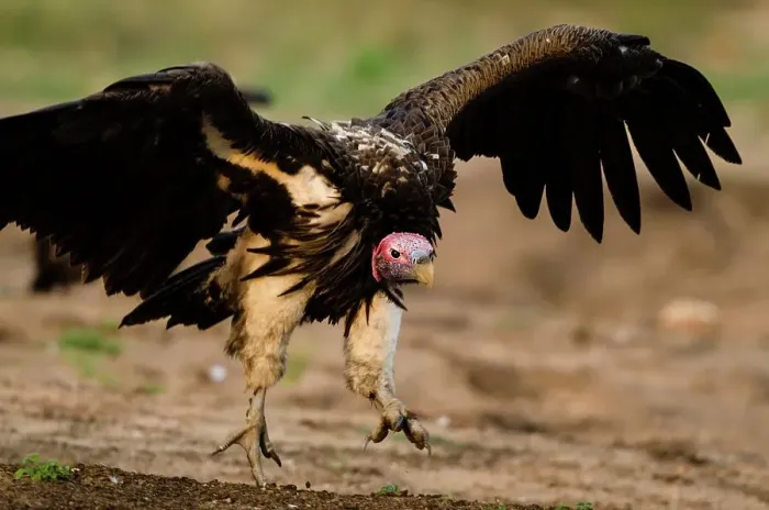 Framed Print : Lappet-faced Vulture or Nubian Vulture (Torgos tracheliotos)