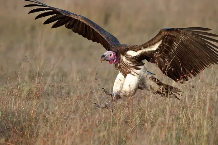Framed Print : Lappet-faced Vulture or Nubian Vulture (Torgos tracheliotos) landing