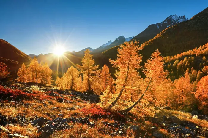 Framed Print : Larches in autumn. Fafleralp, Loetschental. Valais, Switzerland Framed Print : Larches in autumn. Fafleralp, Loetschental. Valais, Switzerland