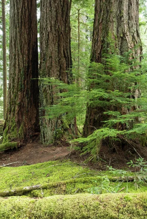 Framed Print : Large Douglas Fir grove, Pseudotsuga menziesii, Koksilah River, Vancouver Island, British Columbia, Canada Framed Print : Large Douglas Fir grove, Pseudotsuga menziesii, Koksilah River, Vancouver Island, British Columbia, Canada