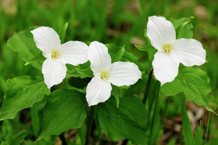 Framed Print : Large_flowered Trillium Trillium grandiflorum Framed Print : Large_flowered Trillium Trillium grandiflorum