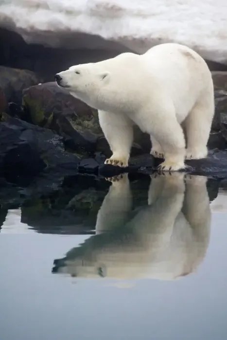 Framed Print : A large polar bear (Ursus maritimus) boar looks for food on a rock island off the coast of Svalbard