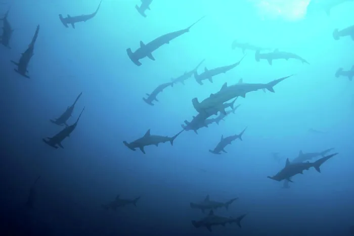 Framed Print : Large school of scalloped hammerhead sharks silhouetted against the blue water, Cocos Island