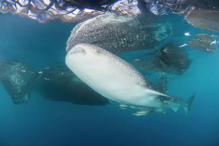 Framed Print : Large whale shark coming up to siphon water from fishing nets Framed Print : Large whale shark coming up to siphon water from fishing nets