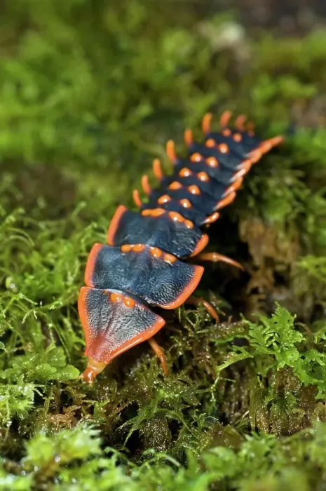 Framed Print : Larva of Trilobite Beetle (Duliticola paradoxa) foraging over moss-Covered log Framed Print : Larva of Trilobite Beetle (Duliticola paradoxa) foraging over moss-Covered log