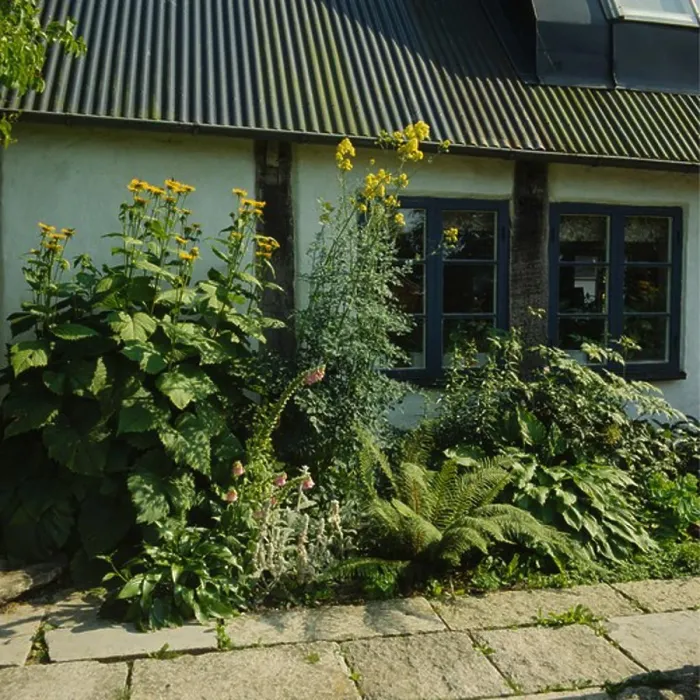 Framed Print : Late summer border in front of cottage Framed Print : Late summer border in front of cottage