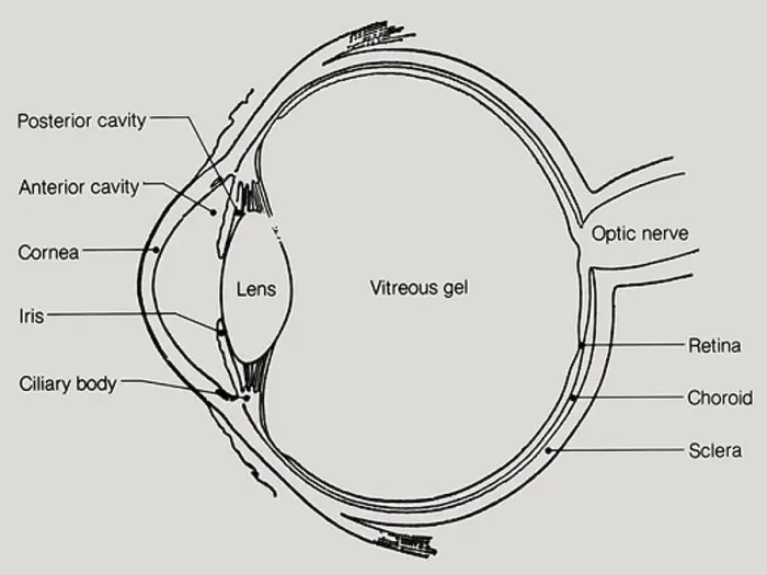 Framed Print : A lateral cutaway view of the human eye, showing internal structure Framed Print : A lateral cutaway view of the human eye, showing internal structure