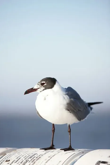 Framed Print : Laughing gull (Leucophaeus atricilla) perching on ferry Framed Print : Laughing gull (Leucophaeus atricilla) perching on ferry