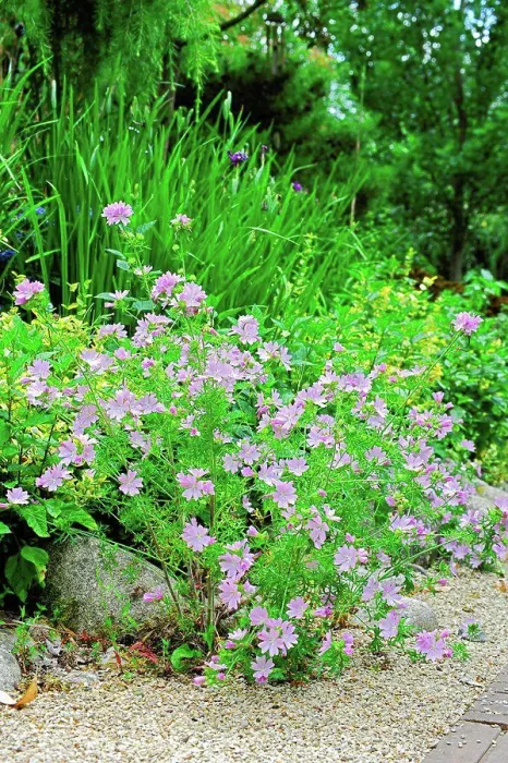 Framed Print : Lavatera Candy Floss in bloom in a garden Framed Print : Lavatera Candy Floss in bloom in a garden
