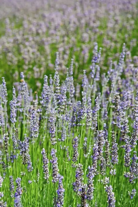 Framed Print : Lavender Field, Salt Spring Island, British Columbia, Canada Framed Print : Lavender Field, Salt Spring Island, British Columbia, Canada