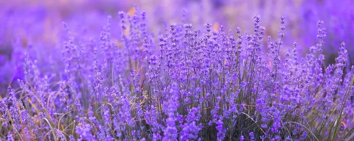 Framed Print : Lavender flowers close-up background banner Lavender purple flowers row close-up Framed Print : Lavender flowers close-up background banner Lavender purple flowers row close-up