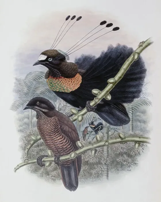 Framed Print : Lawe's Bird Of Paradise John Gould (1804-1881 British) Framed Print : Lawe's Bird Of Paradise John Gould (1804-1881 British)