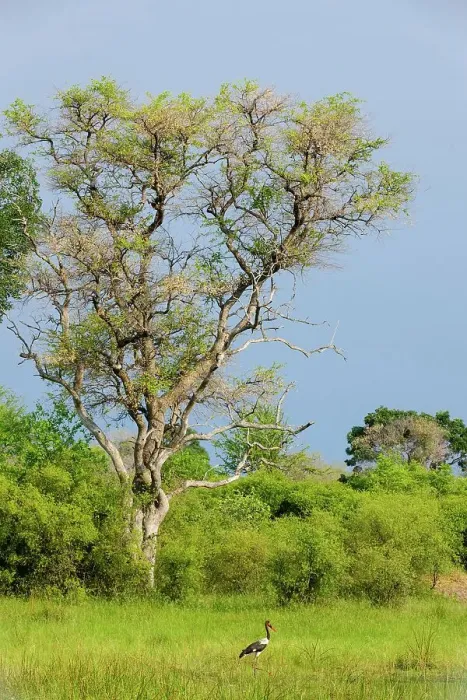 Framed Print : Leadwood tree (Combretum imberbe) and Saddle-billed Stork (Ephippiorhynchus senegalensis) Framed Print : Leadwood tree (Combretum imberbe) and Saddle-billed Stork (Ephippiorhynchus senegalensis)