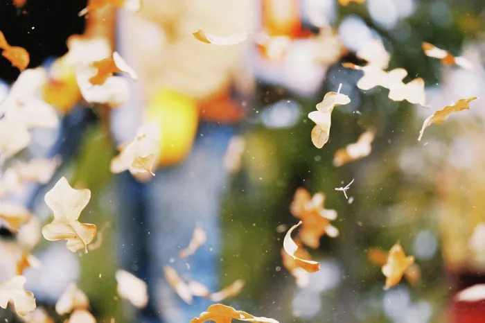 Framed Print : Leaf blowing clean up in action for fall season lifestyle